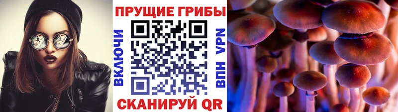 как найти закладки  Ессентуки  Псилоцибиновые грибы Psilocybine cubensis 