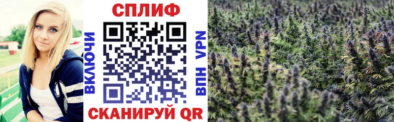 Бошки марихуана семена  где найти наркотики  Ессентуки 